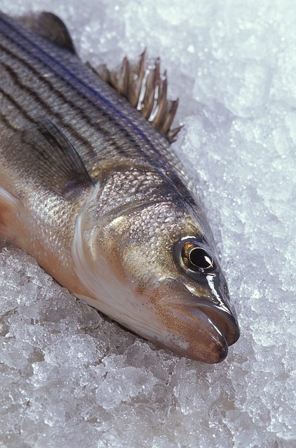 Seabass and seabream market still in the doldrums but recovery in sight